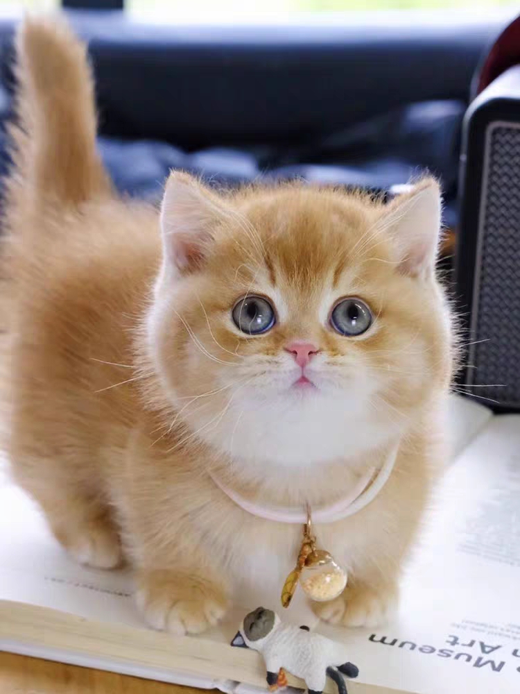 猫舍直销,批发价出售,曼基康矮脚猫